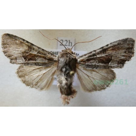 Dichonia convergens (Denis & Schiffermüller, 1775) Czech22h